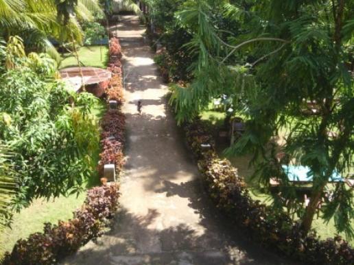 Garden view from room window